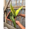 1640. Sansevieria Dragon King Variegated Size 30 Cm