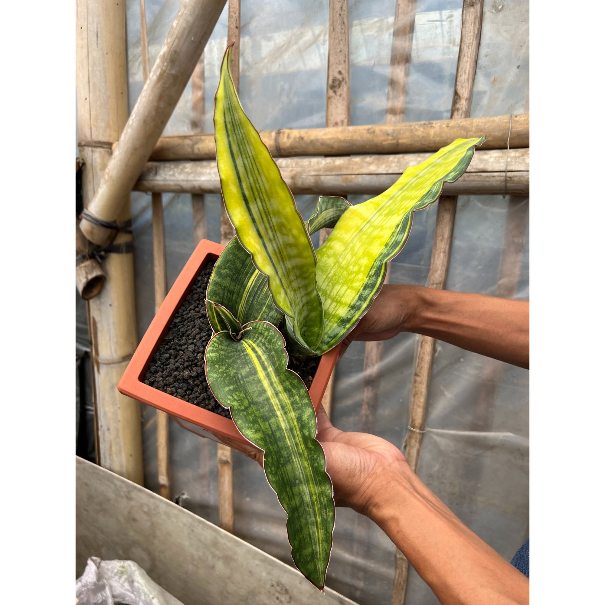 1640. Sansevieria Dragon King Variegated Size 30 Cm