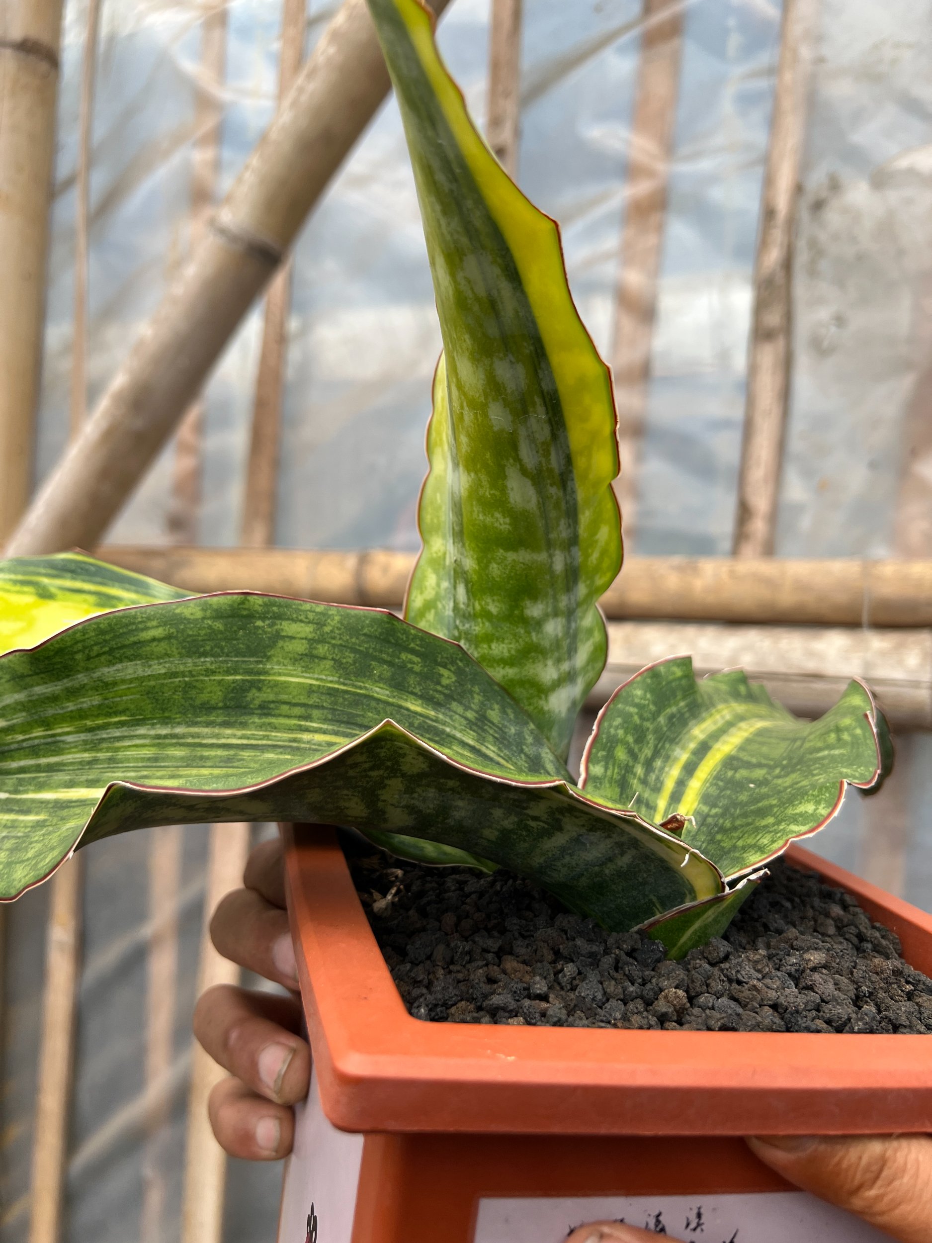 1640. Sansevieria Dragon King Variegated Size 30 Cm - Image 6