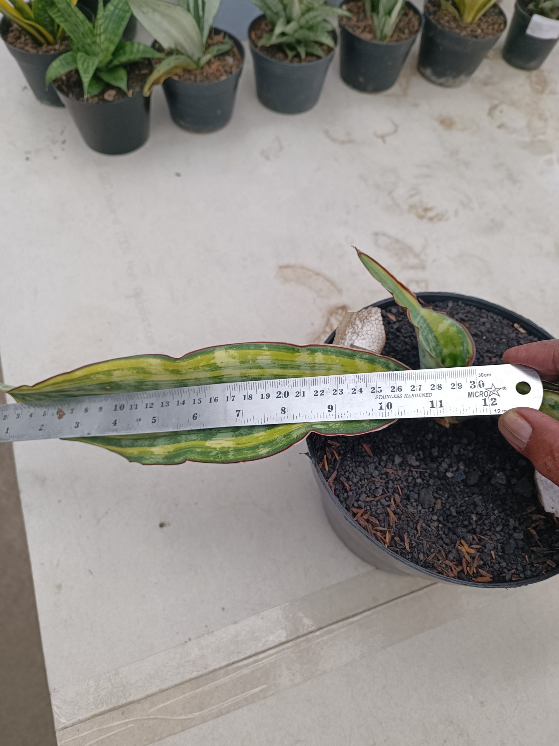 2268. Sansevieria Dragon King Variegated size 60 cm - Image 2