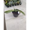 2268. Sansevieria Dragon King Variegated size 60 cm