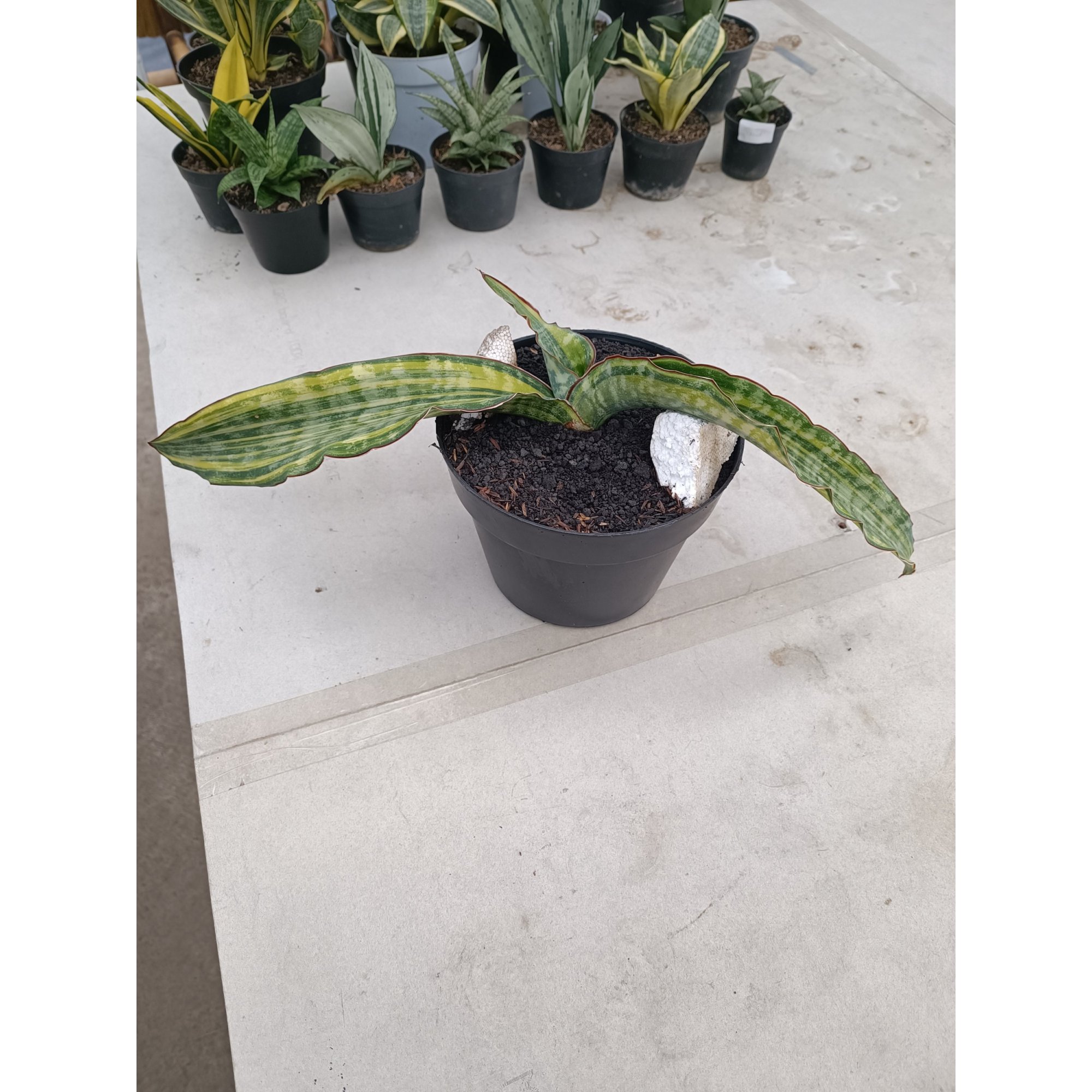 2268. Sansevieria Dragon King Variegated size 60 cm