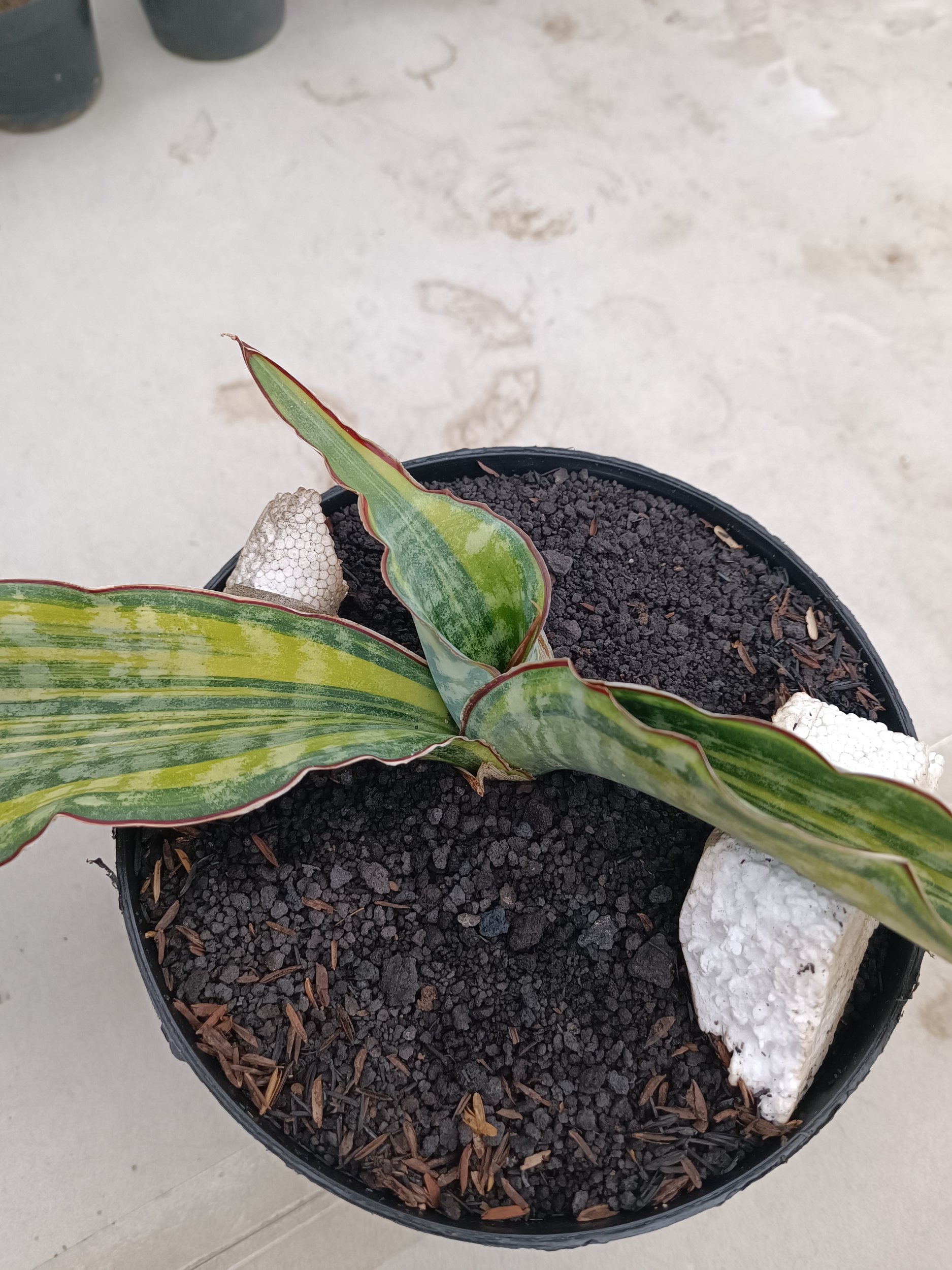 2268. Sansevieria Dragon King Variegated size 60 cm - Image 3