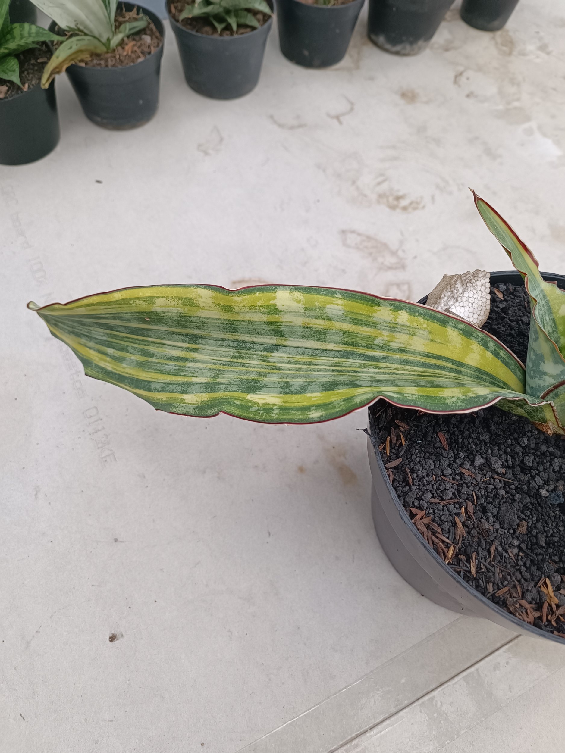 2268. Sansevieria Dragon King Variegated size 60 cm - Image 4