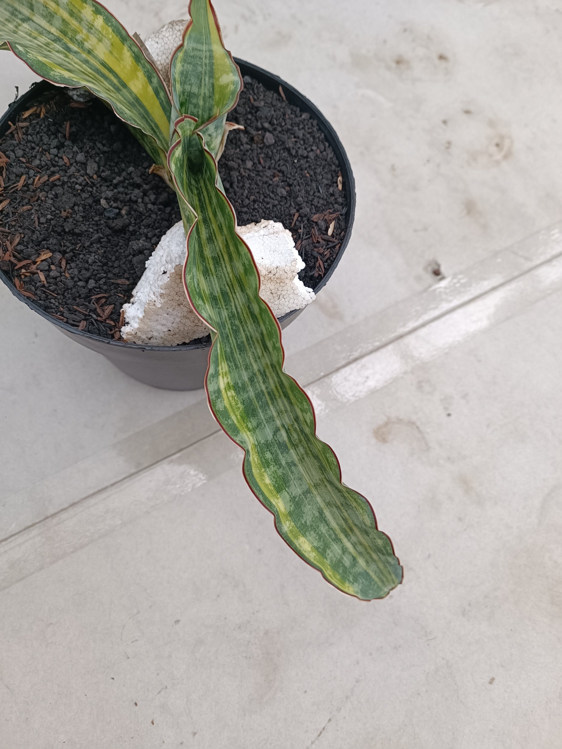 2268. Sansevieria Dragon King Variegated size 60 cm - Image 5