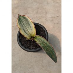 1962. Sansevieria Dragon Km10 White Variegated