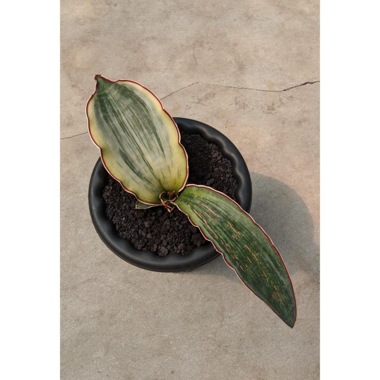 1962. Sansevieria Dragon Km10 White Variegated