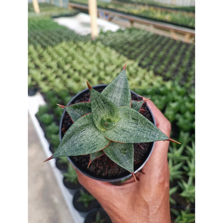 1442. Sansevieria Dulcis