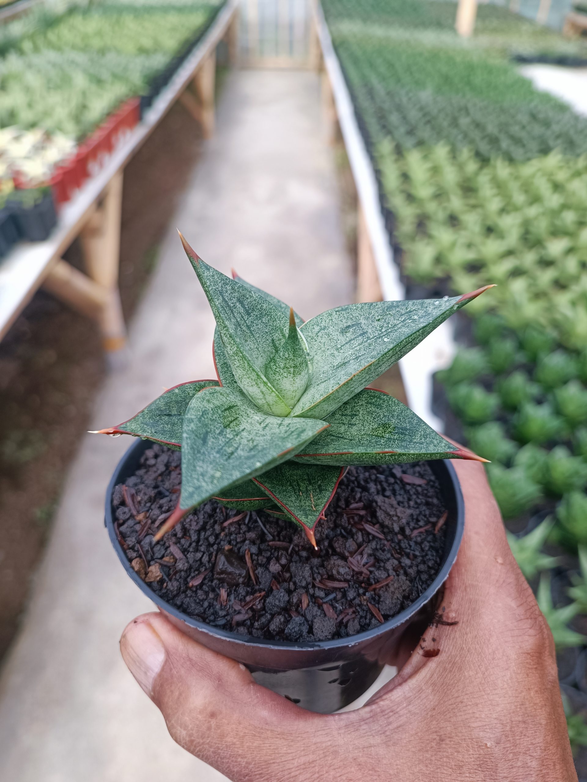 1442. Sansevieria Dulcis - Image 2