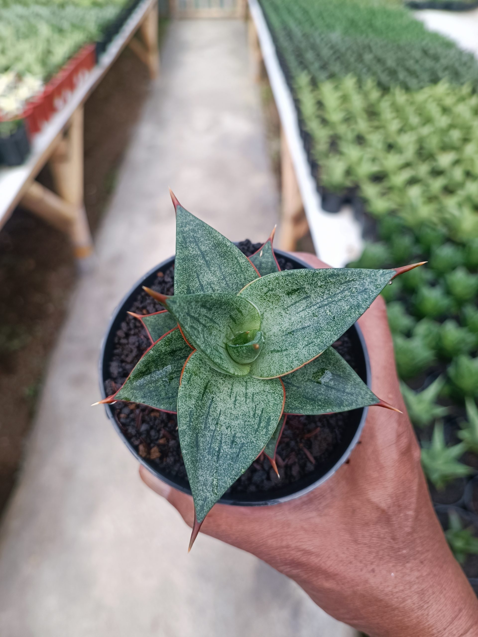 1442. Sansevieria Dulcis - Image 3