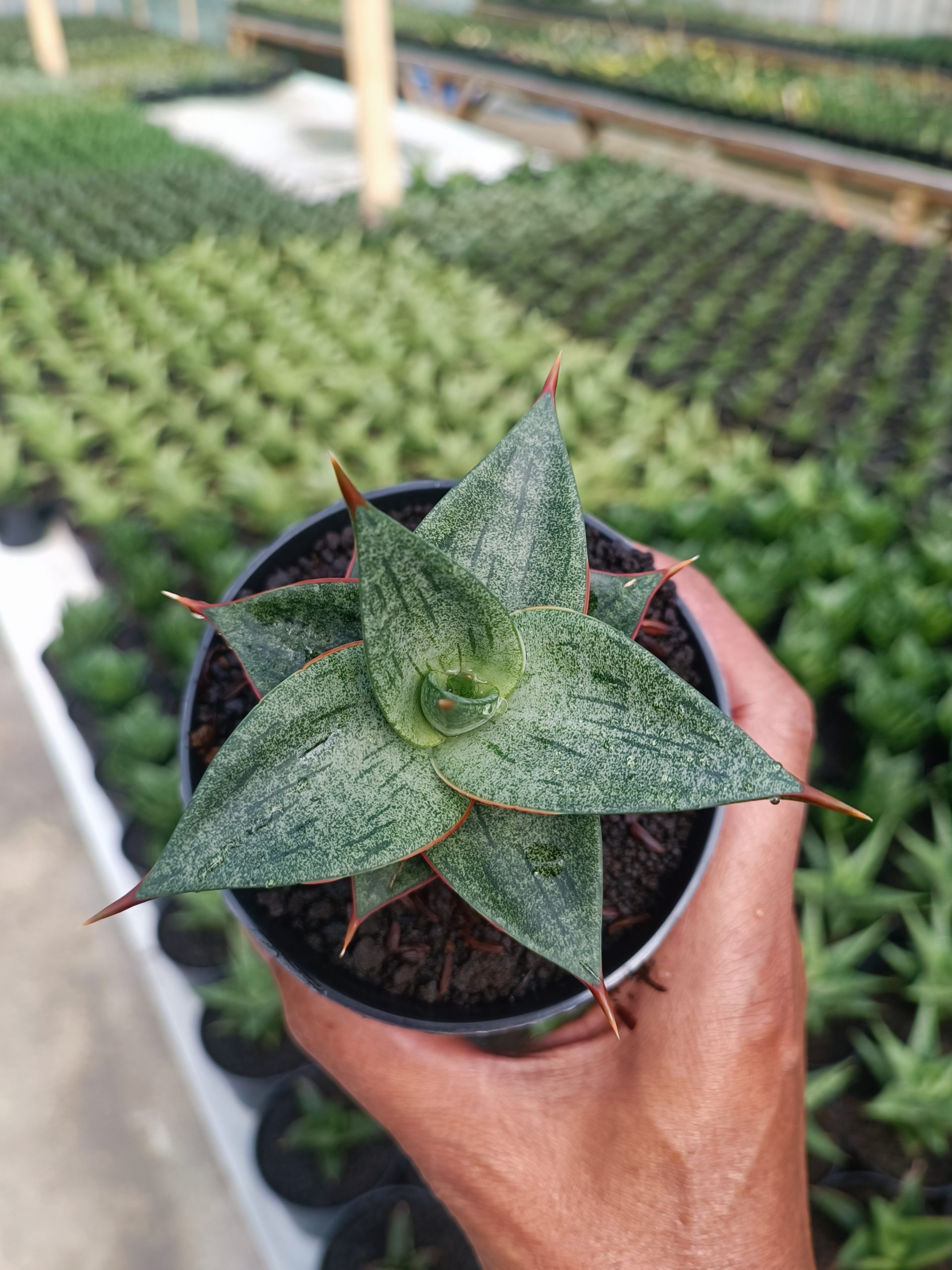 1442. Sansevieria Dulcis - Image 6