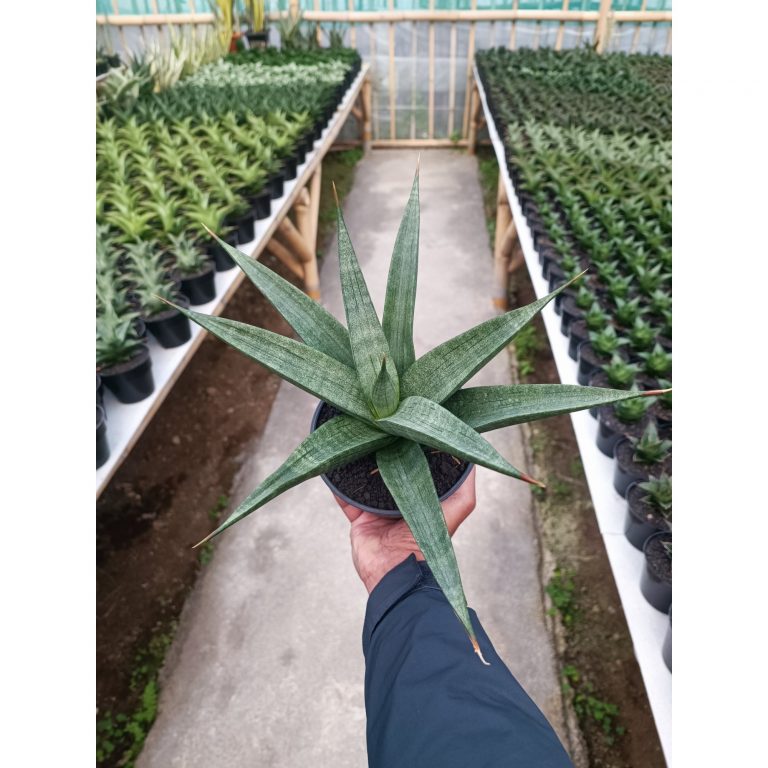 1587. Sansevieria Dulcis size 25 cm