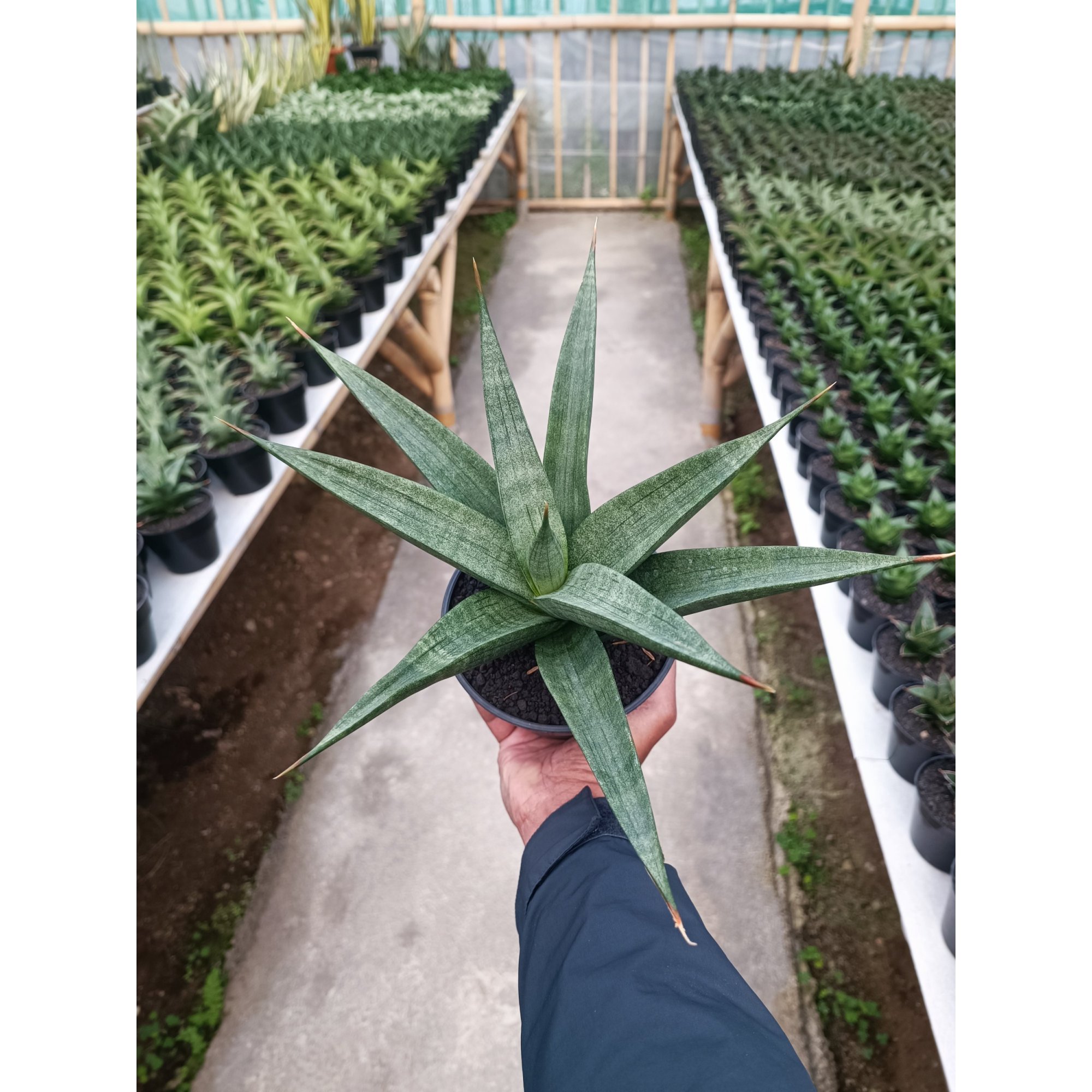 1587. Sansevieria Dulcis size 25 cm