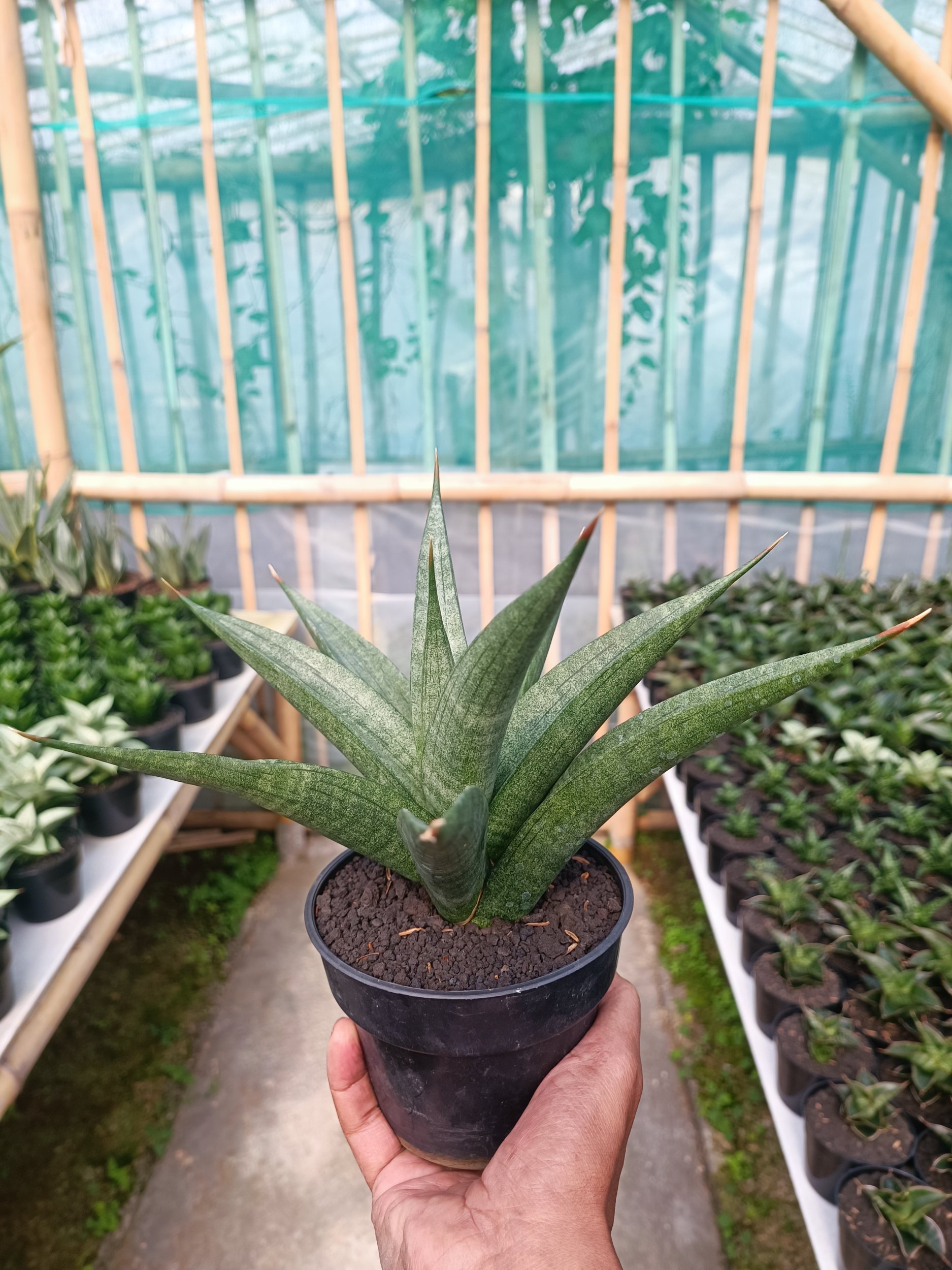 1587. Sansevieria Dulcis size 25 cm - Image 2