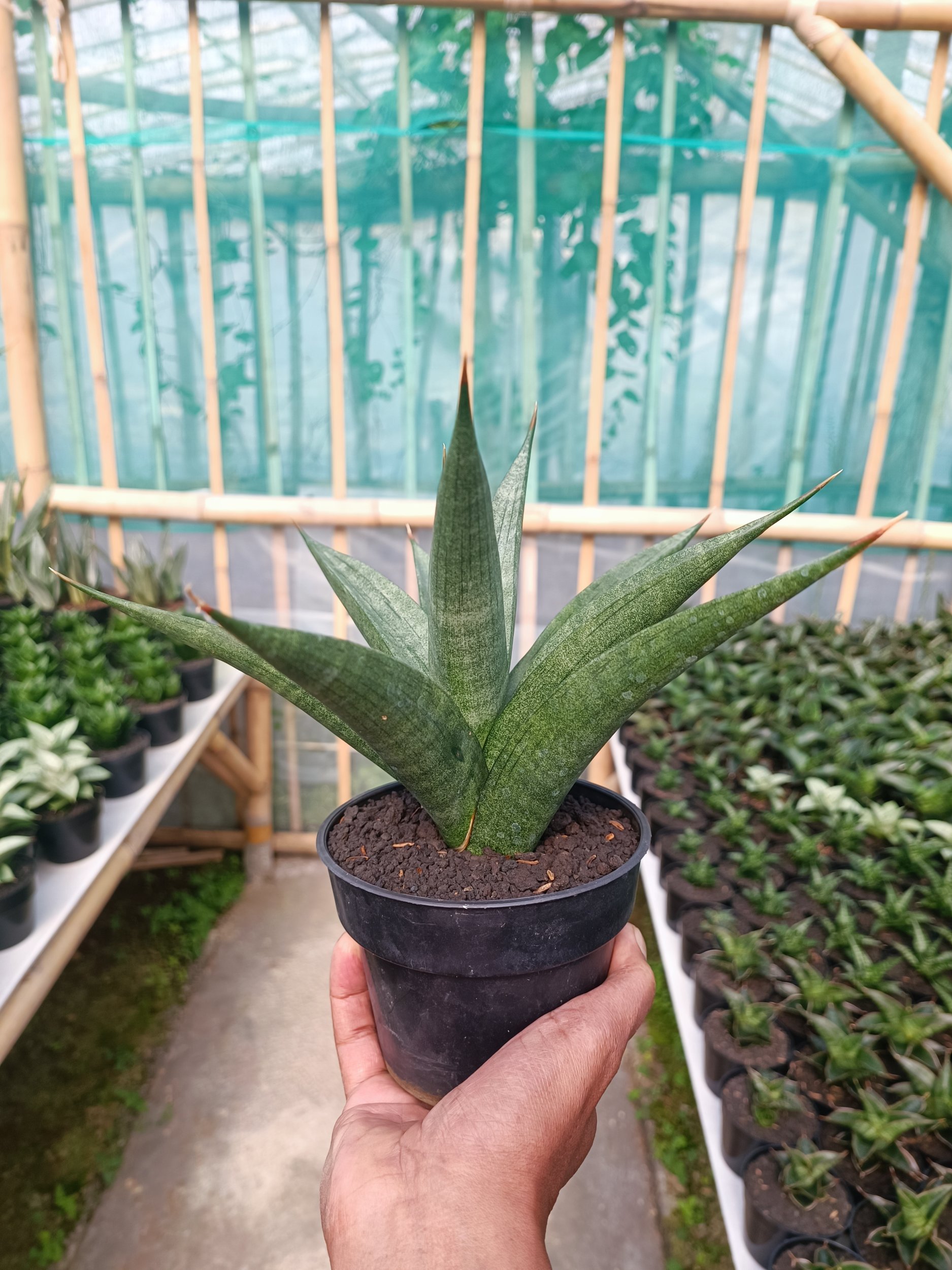 1587. Sansevieria Dulcis size 25 cm - Image 3