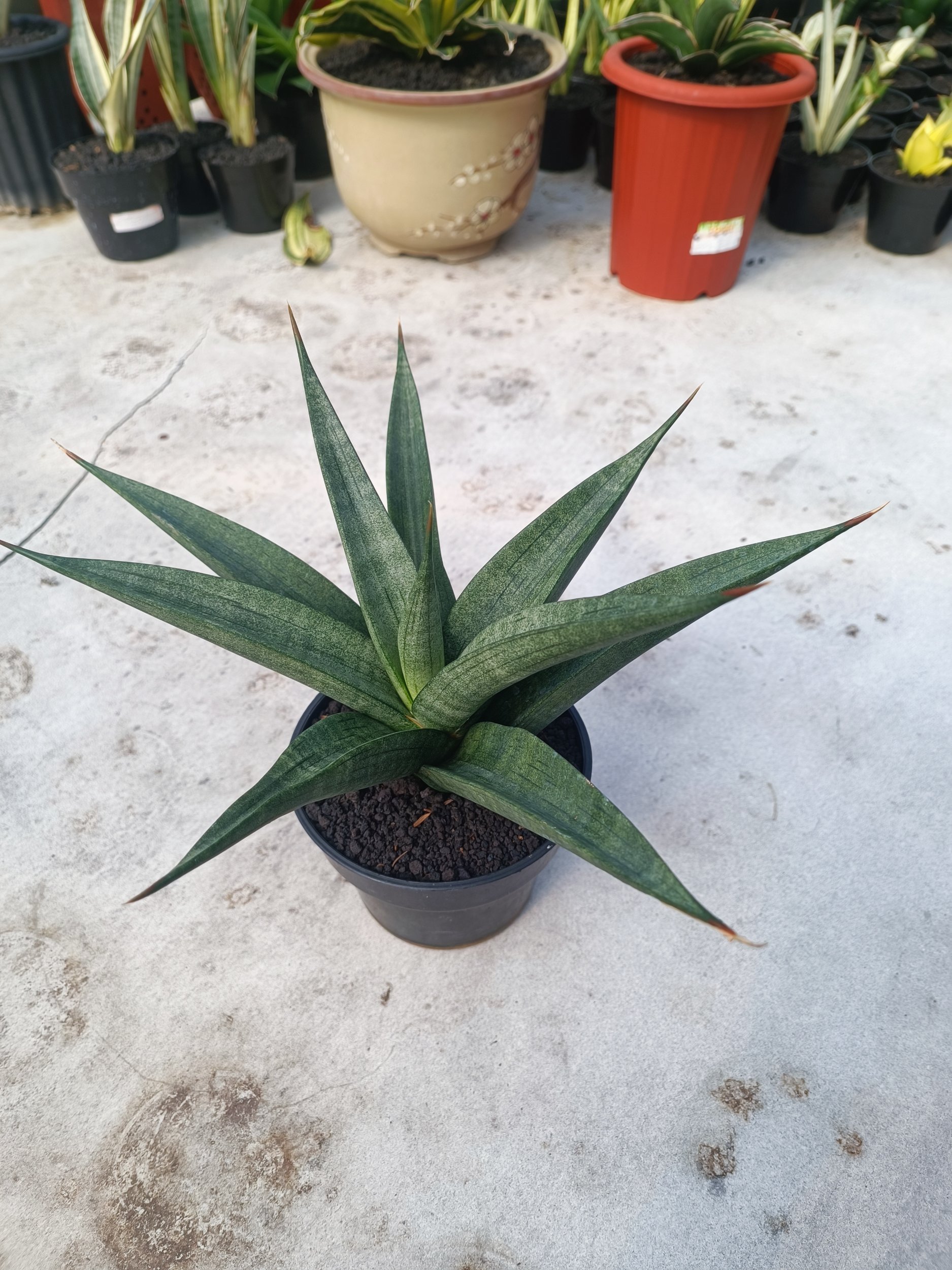 1587. Sansevieria Dulcis size 25 cm - Image 4