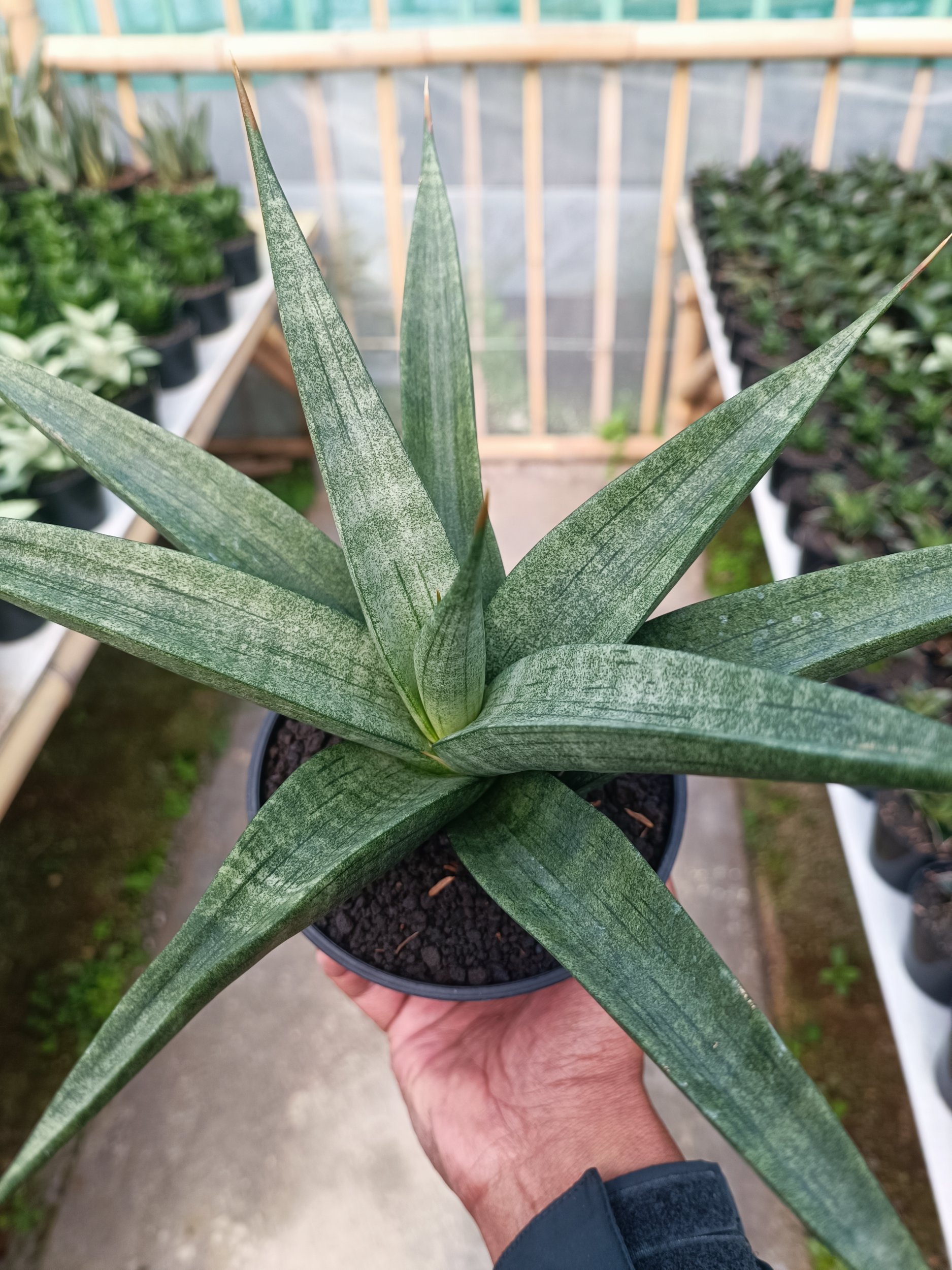 1587. Sansevieria Dulcis size 25 cm - Image 5