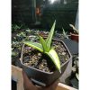 1872. Sansevieria Ed Eby(Paten) Variegated