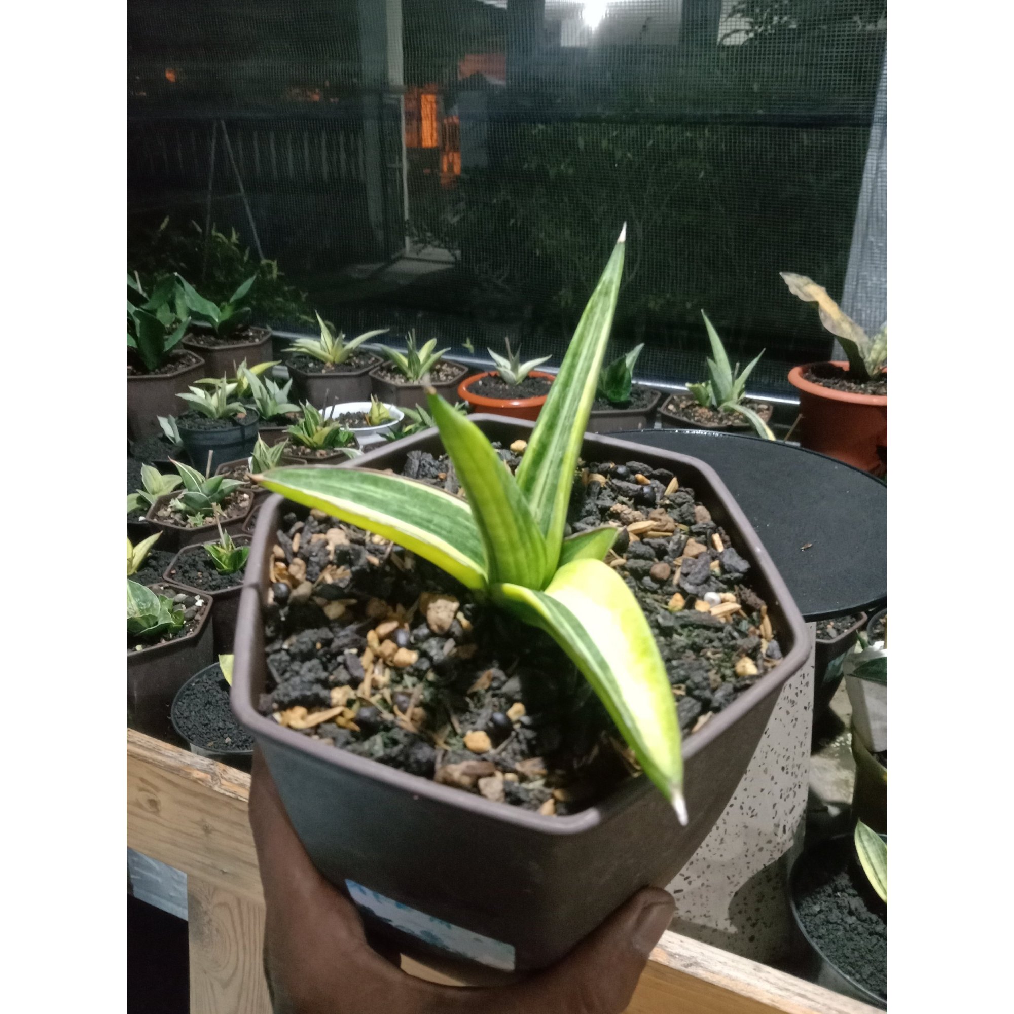 1872. Sansevieria Ed Eby(Paten) Variegated