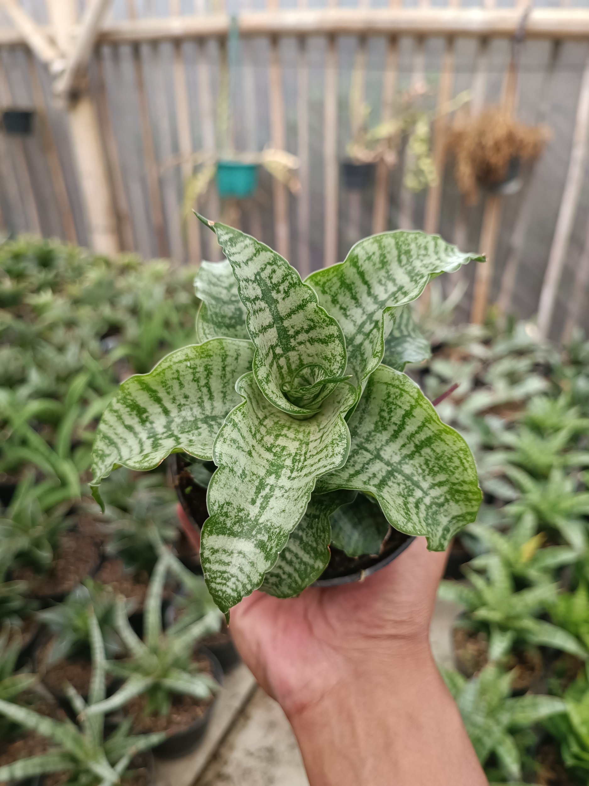 2273. Sansevieria Edel - Image 2