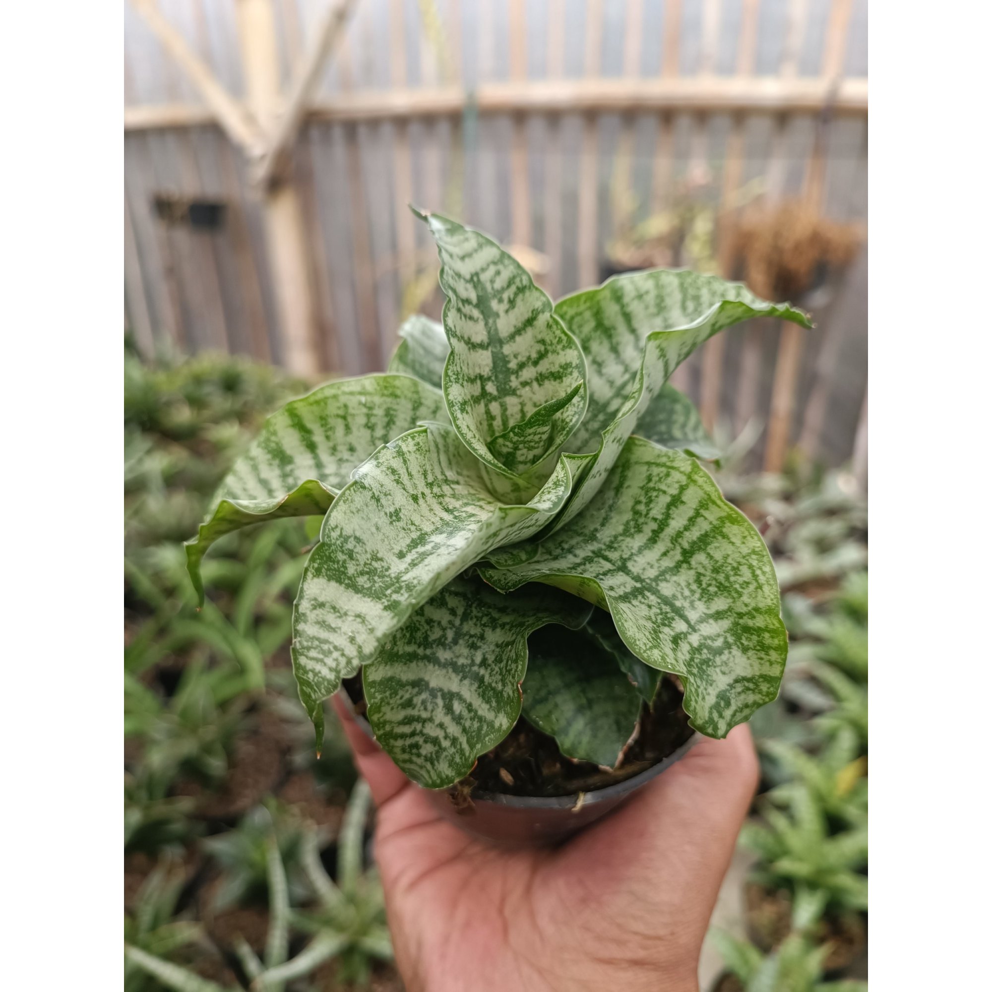 2273. Sansevieria Edel