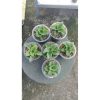 2145. Sansevieria Edel 5 Pcs