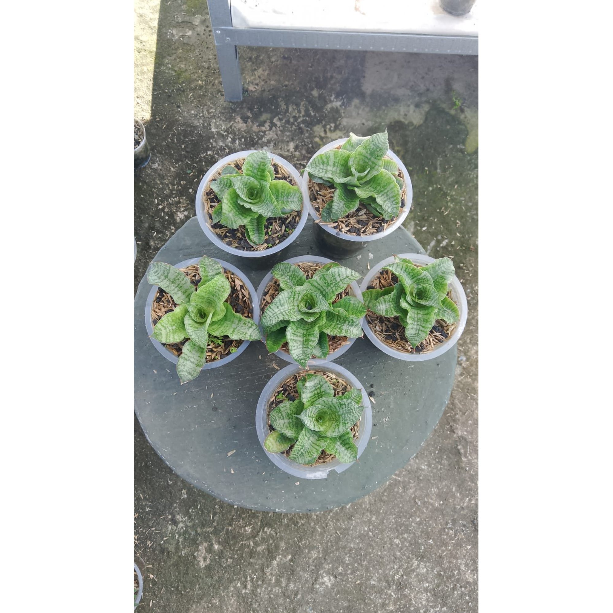 2145. Sansevieria Edel 5 Pcs