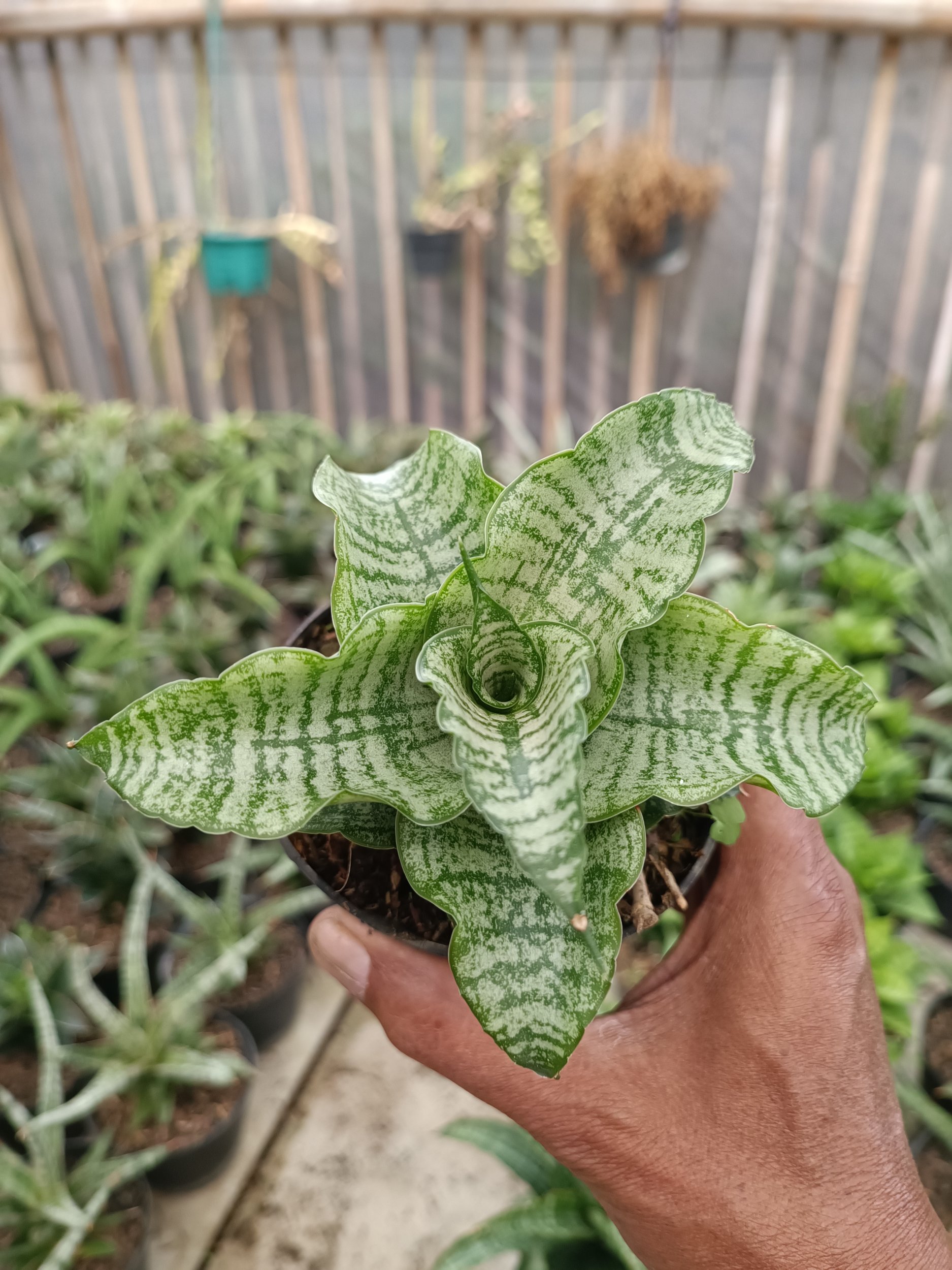 2273. Sansevieria Edel - Image 5