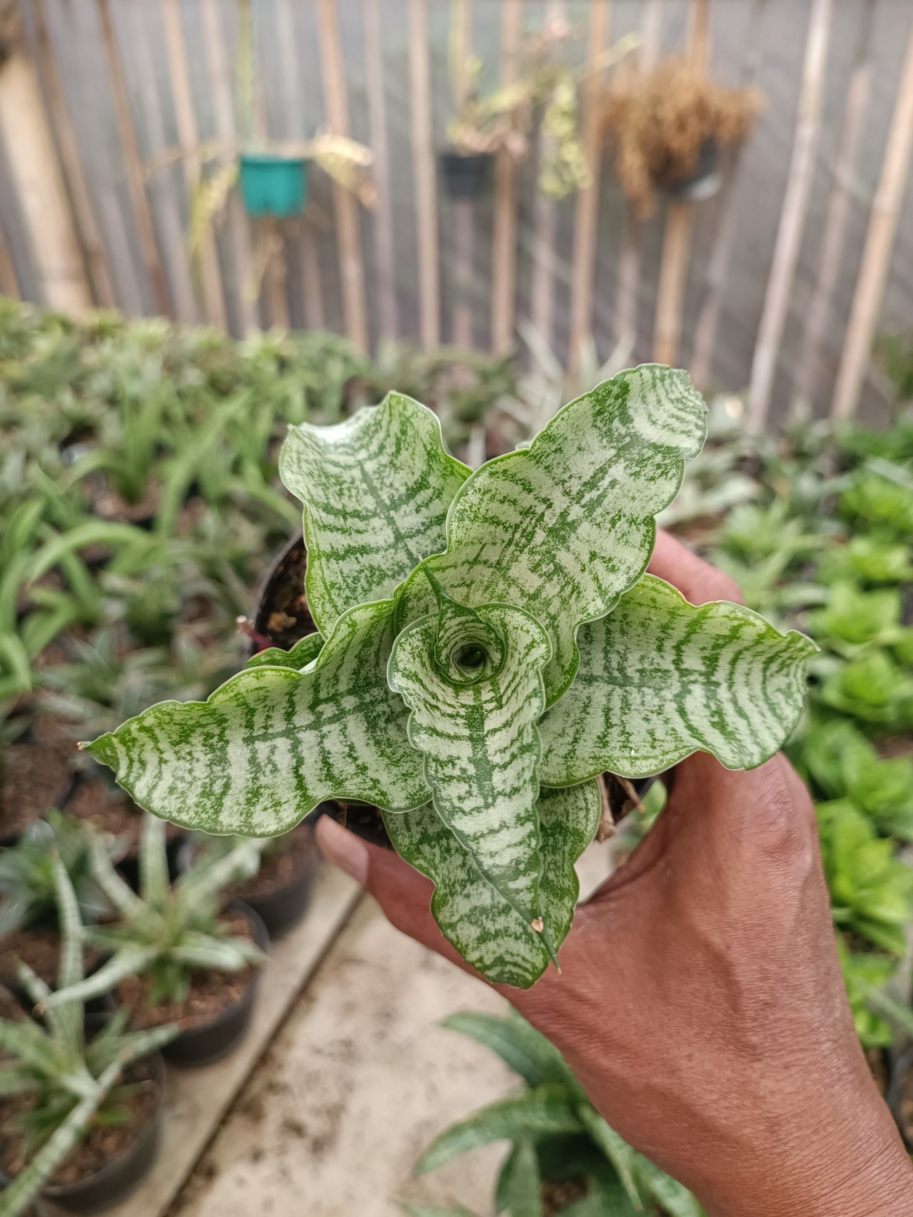 2273. Sansevieria Edel - Image 6
