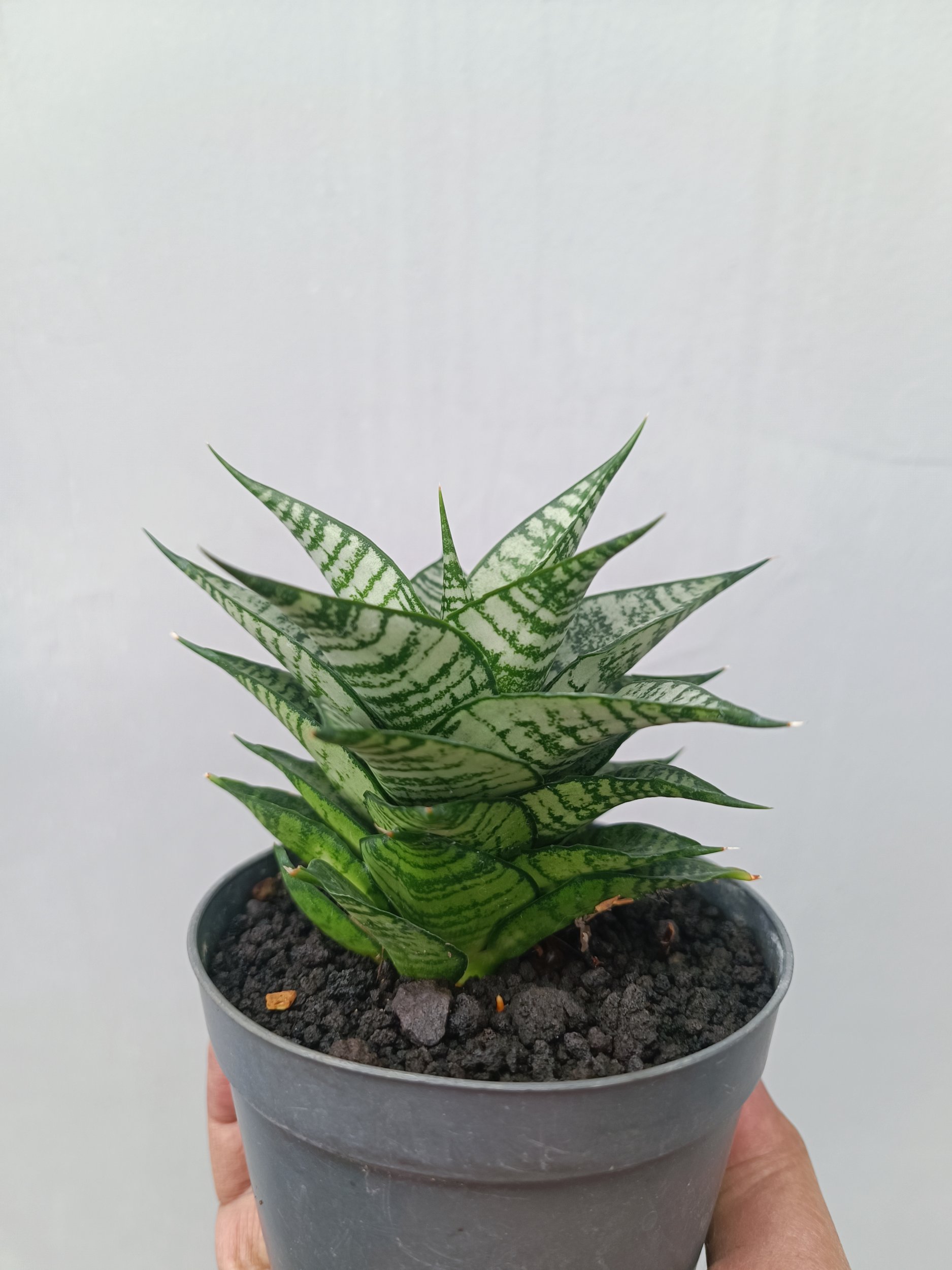 1663. Sansevieria Ehrendel - Image 2