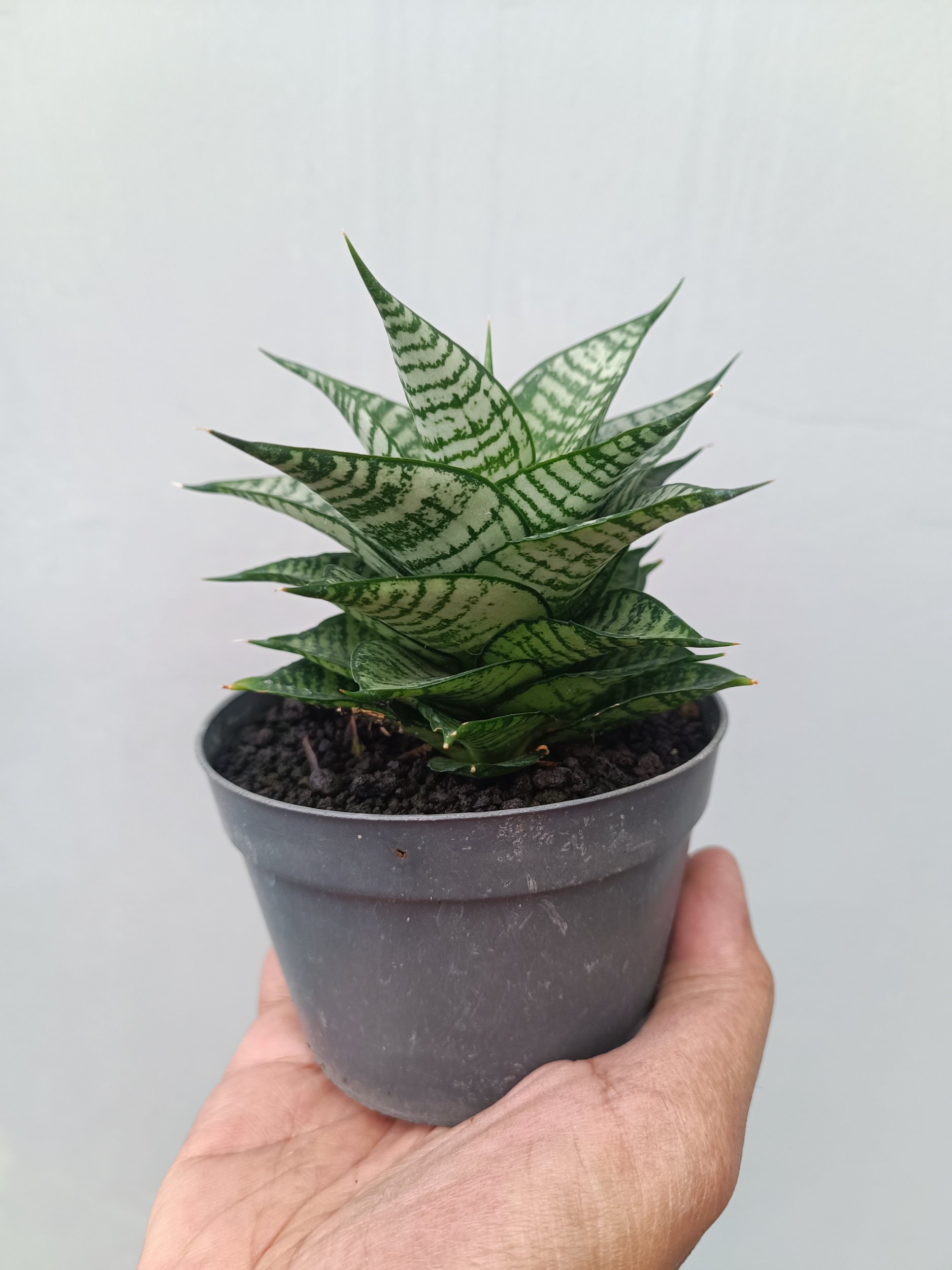 1663. Sansevieria Ehrendel - Image 3