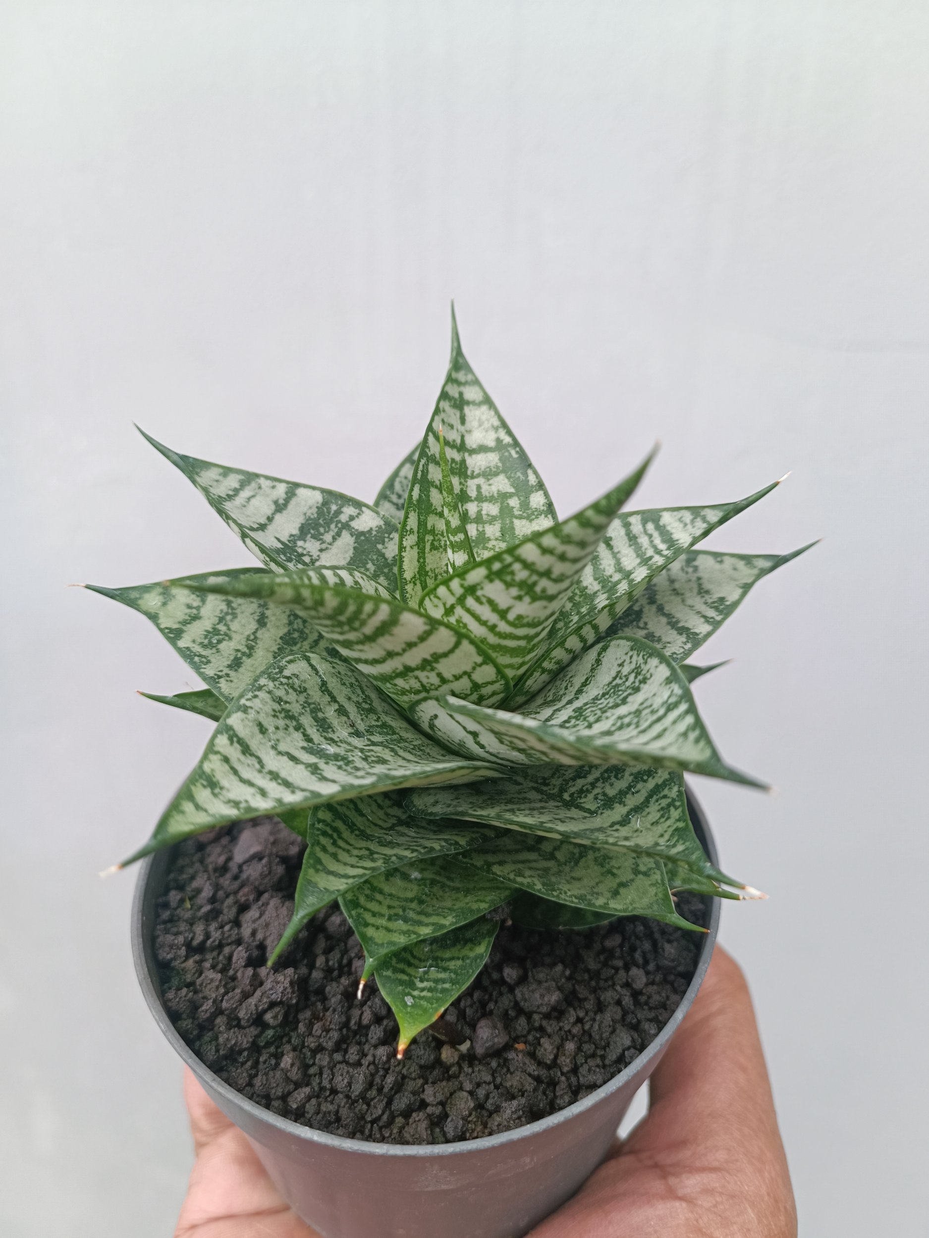 1663. Sansevieria Ehrendel - Image 4