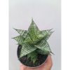 1663. Sansevieria Ehrendel