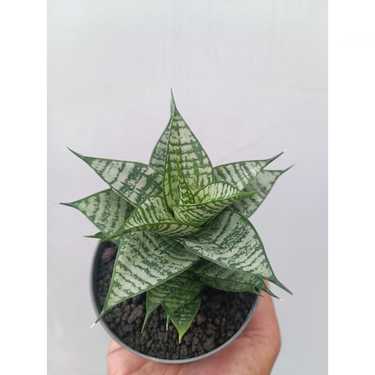 1663. Sansevieria Ehrendel