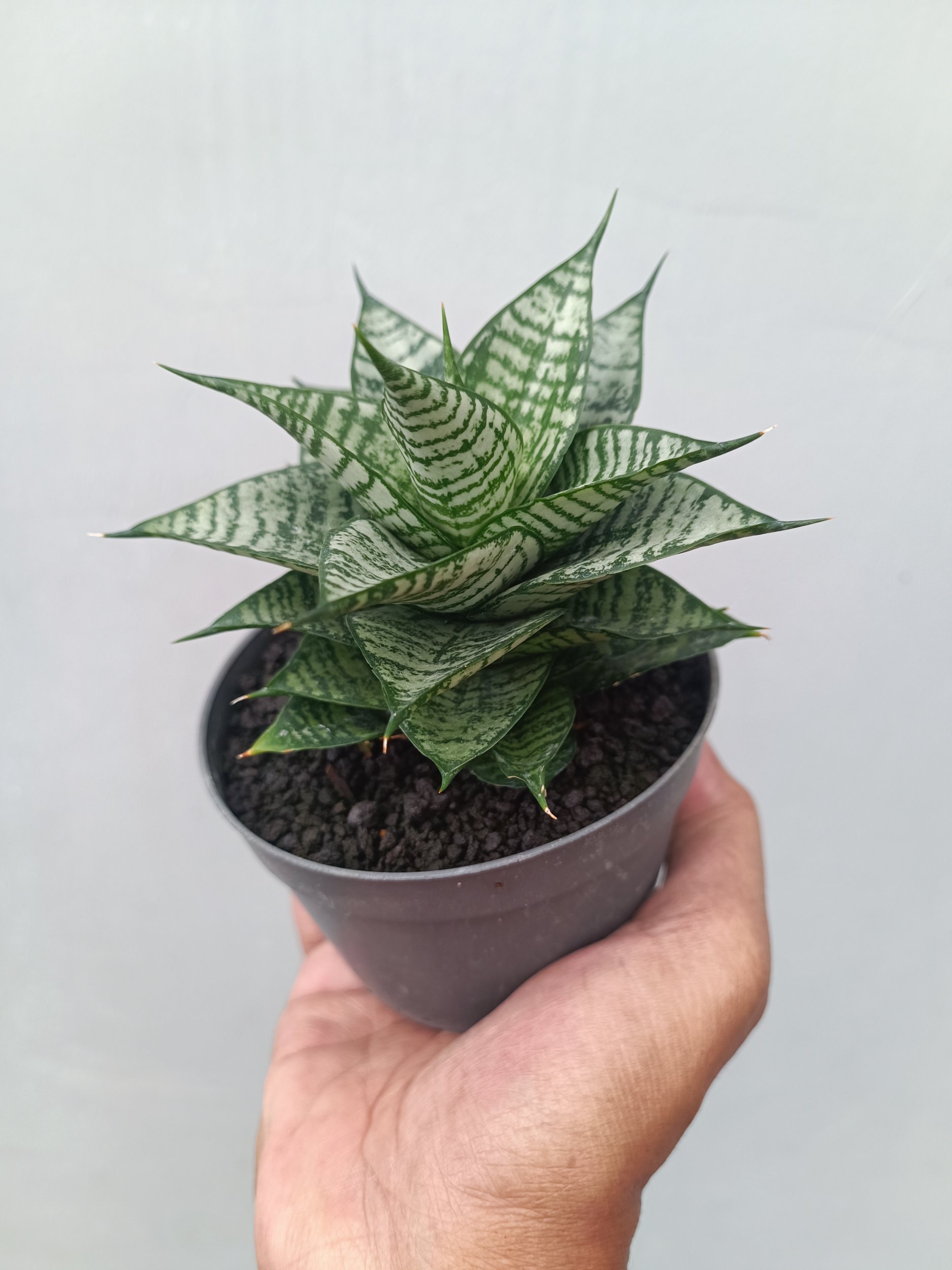 1663. Sansevieria Ehrendel - Image 5