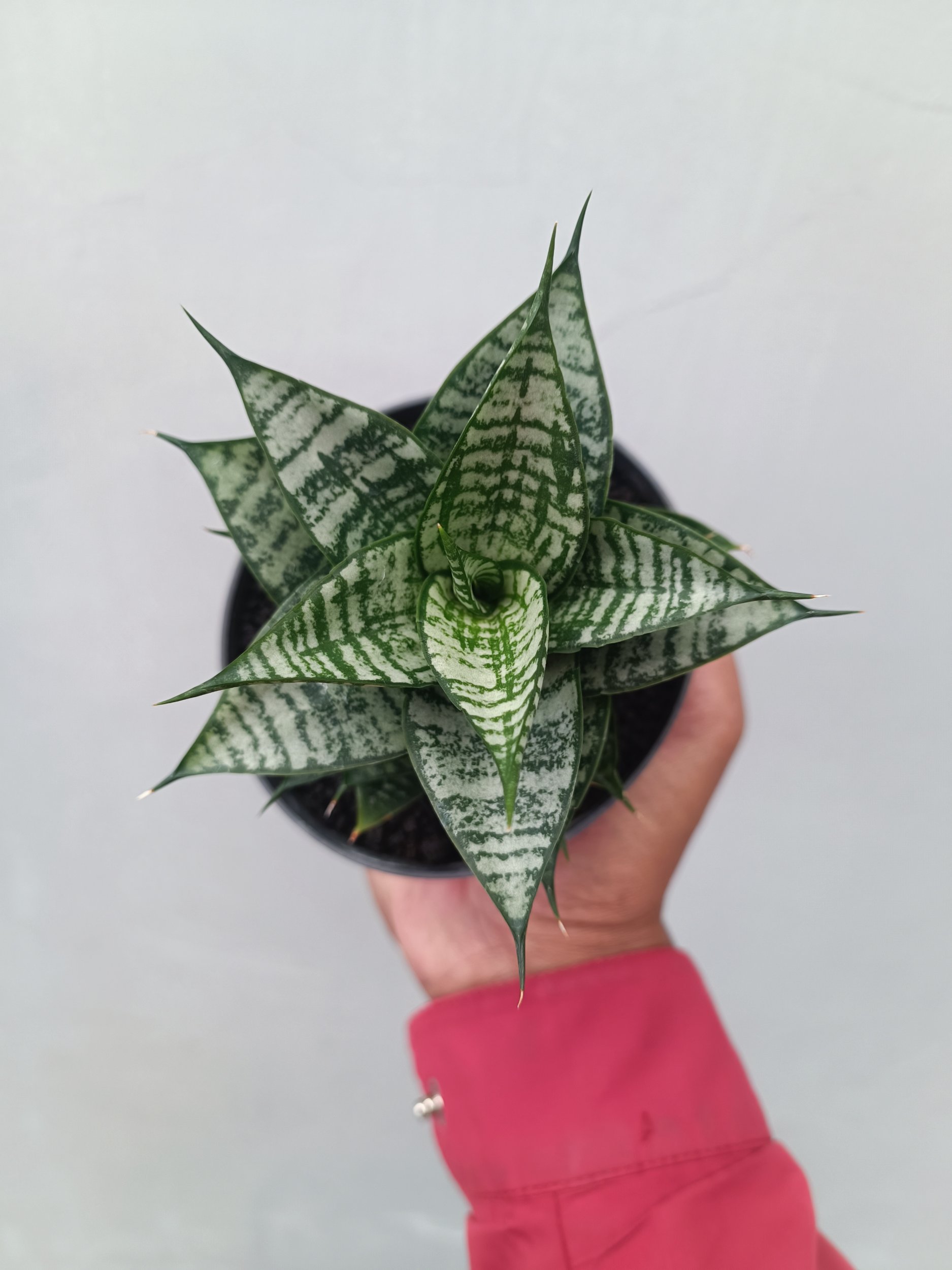 1663. Sansevieria Ehrendel - Image 6