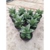 2025. Sansevieria Ehrendel size 12 cm