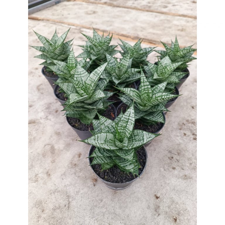 2025. Sansevieria Ehrendel size 12 cm