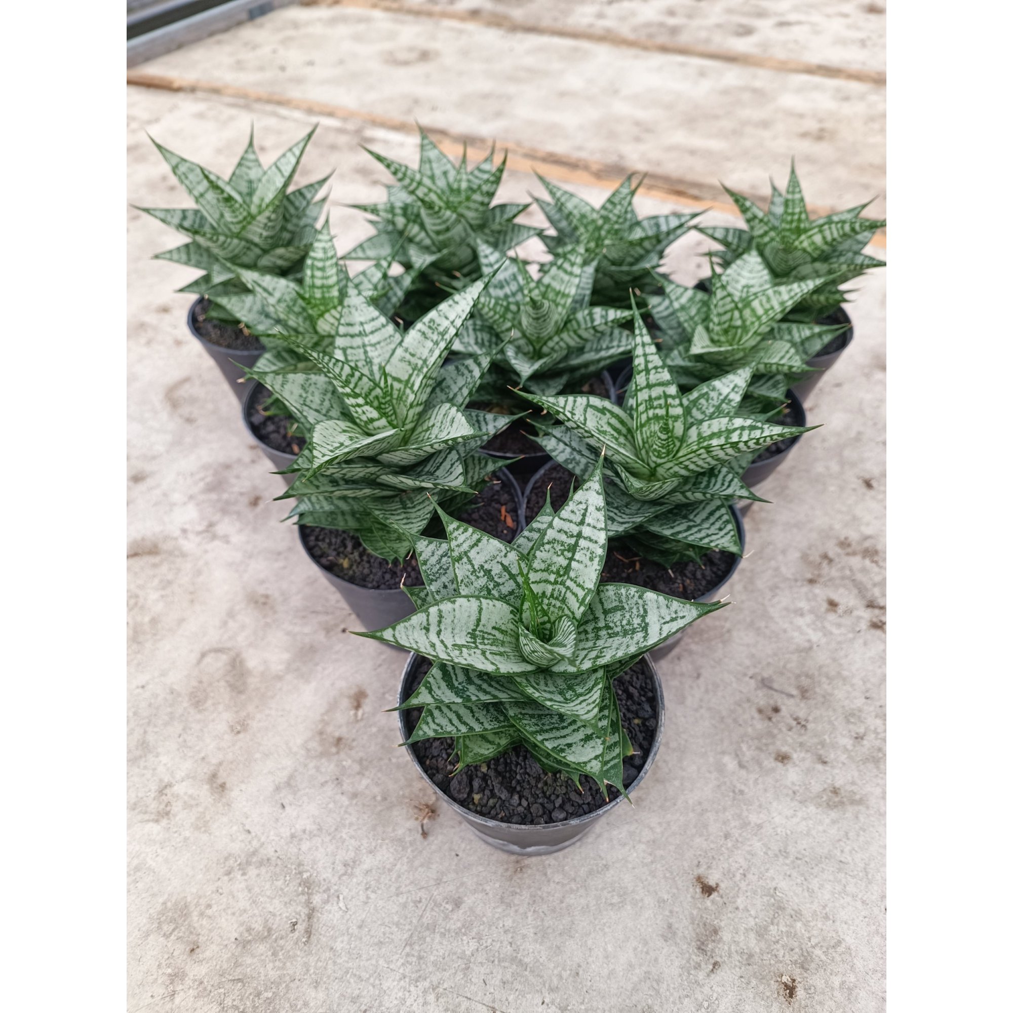2025. Sansevieria Ehrendel size 12 cm