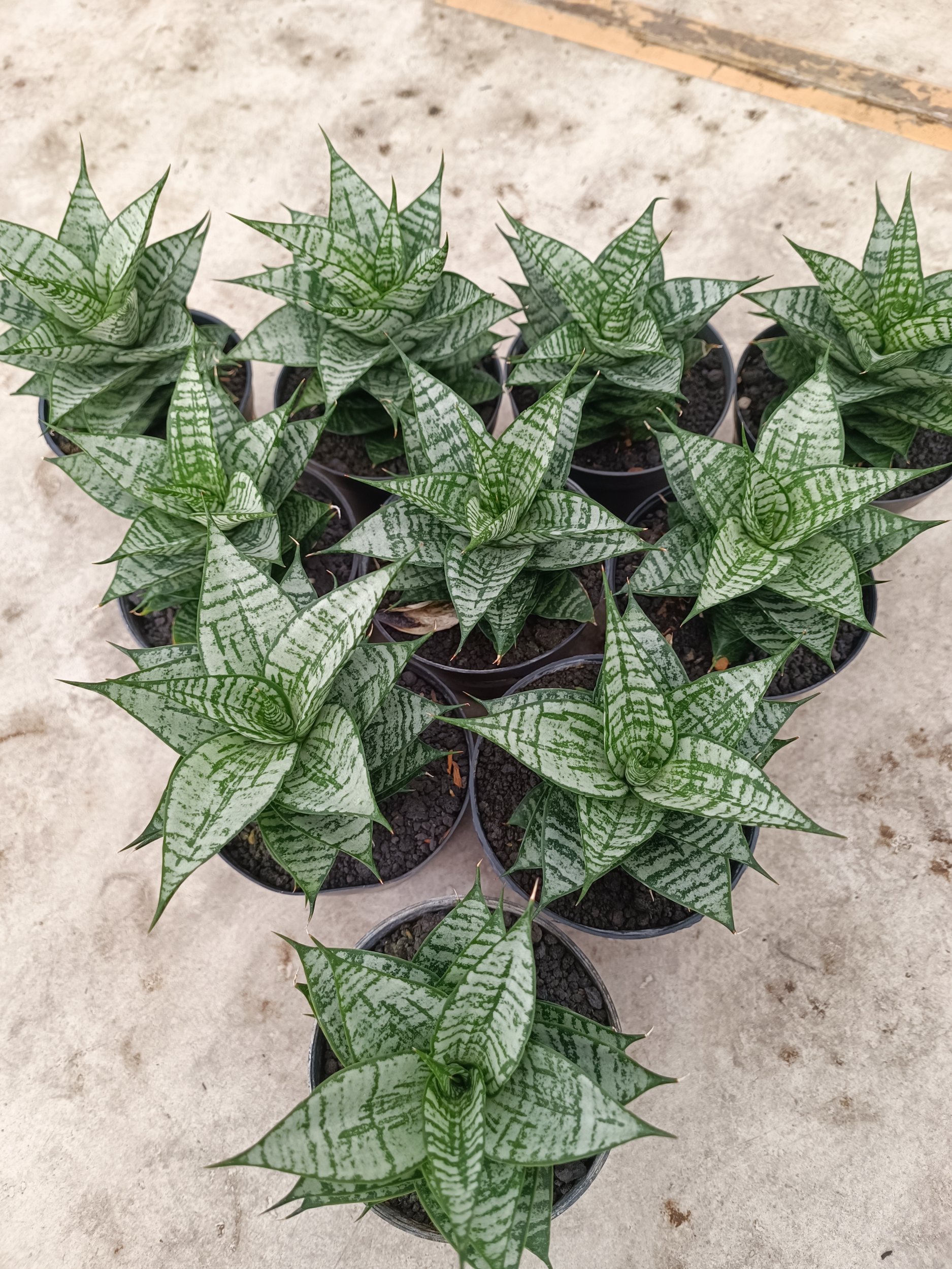 2025. Sansevieria Ehrendel size 12 cm - Image 3
