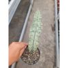 1572. Sansevieria Eleanor White Nena