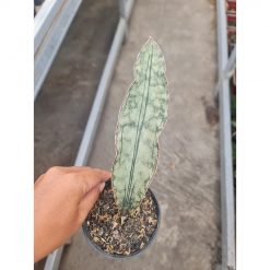 1572. Sansevieria Eleanor White Nena
