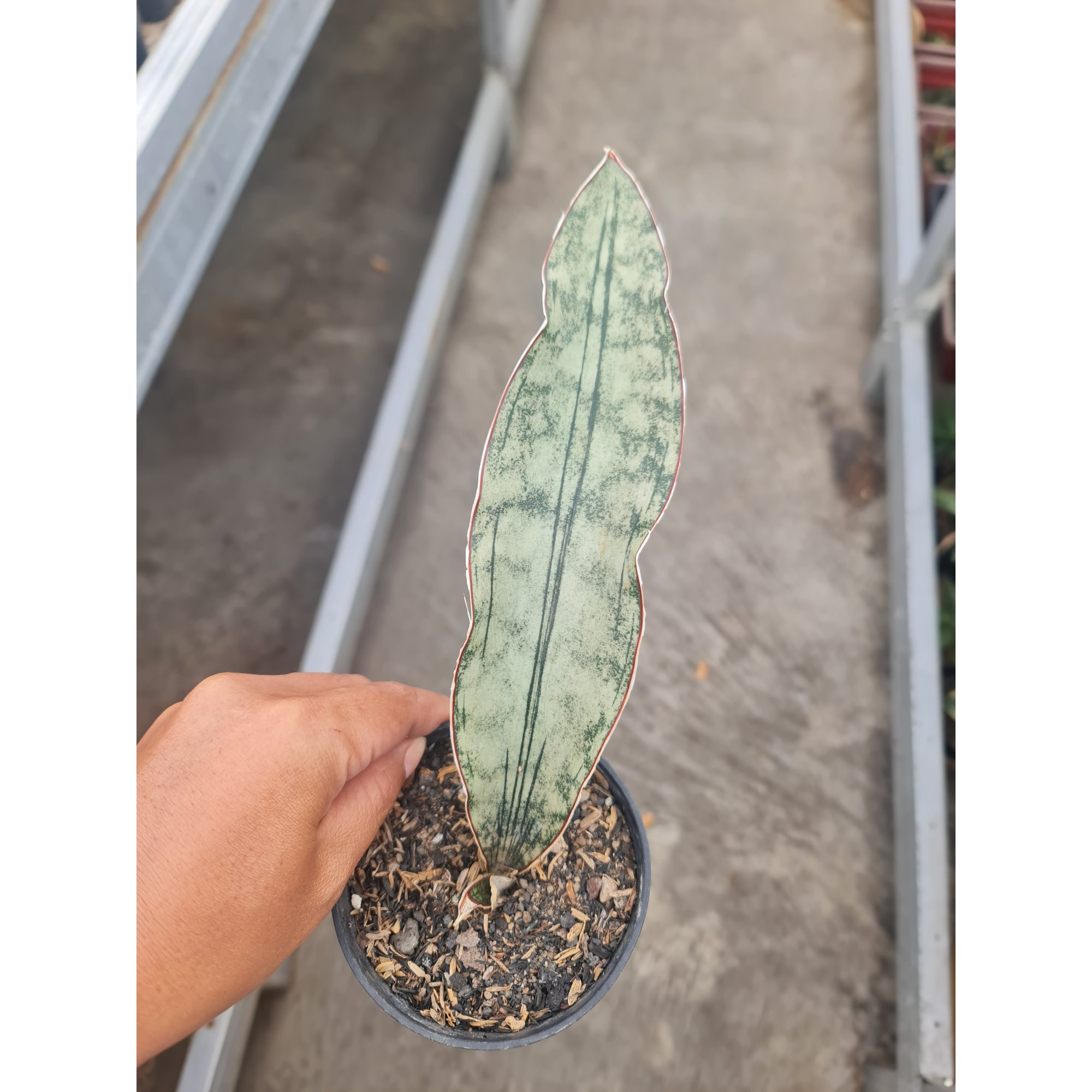 1572. Sansevieria Eleanor White Nena