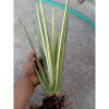 2013. Sansevieria Erythrea/pencil Variegated