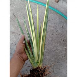 2013. Sansevieria Erythrea/pencil Variegated