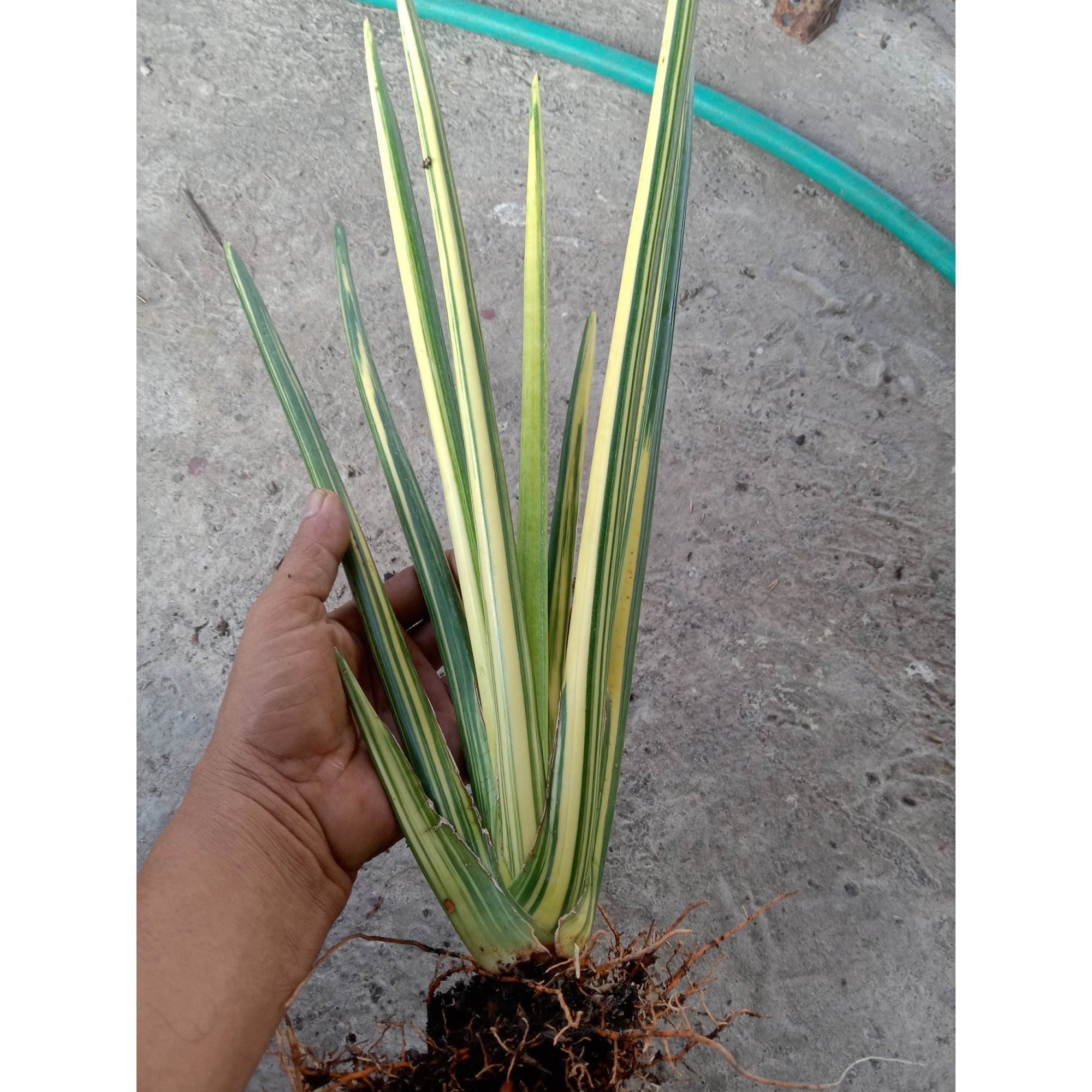 2013. Sansevieria Erythrea/pencil Variegated