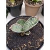 2033. Sansevieria Eyl Somalia