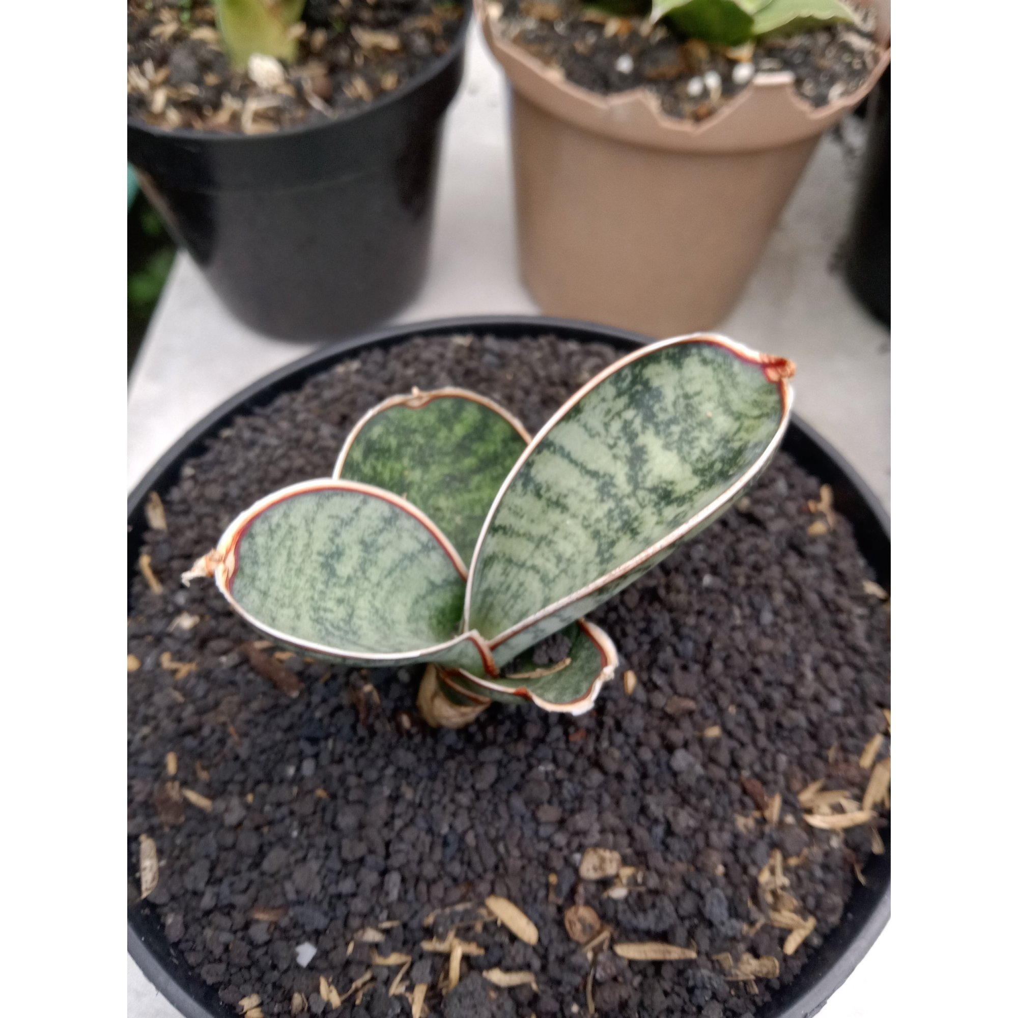2033. Sansevieria Eyl Somalia