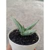 1878. Sansevieria Fatman