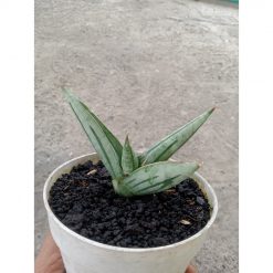 1878. Sansevieria Fatman